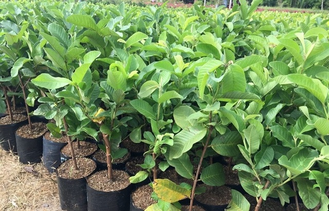 Cây giống phải chọn loại khỏe mạnh, đã sàng lọc sâu bệnh để đảm bảo khả năng sinh trưởng