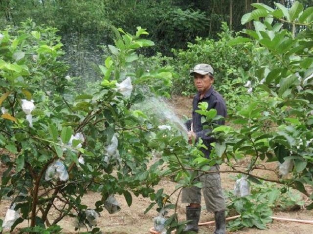 Lượng nước cần tưới cho cây ổi sẽ phụ thuộc vào từng giai đoạn phát triển