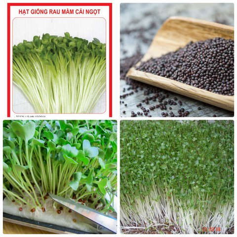 Nên mua hạt giống rau mầm tại các địa chỉ cung cấp có uy tín