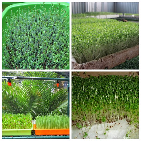 Trồng rau mầm đúng kỹ thuật có thể thu hoạch sau 5 – 7 ngày gieo trồng