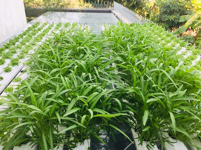 Đất trồng rau muống phải là đất đã qua xử lý sâu bệnh và có sẵn nguồn dinh dưỡng từ phân bón lót