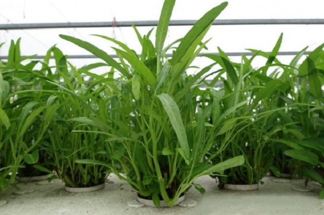 Rau muống khi mới trồng cần được tưới nước đều đặn 2 lần/1 ngày trong suốt 1 tuần đầu