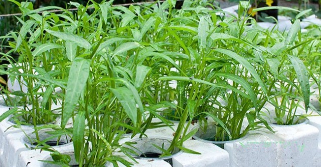 Những điều cơ bản nhất trong kỹ thuật trồng rau muống sạch