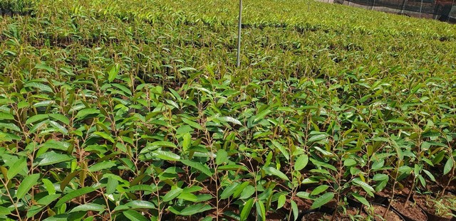 Sầu riêng có thể trồng được bằng cây giống mua tại các vườn ươm uy tín
