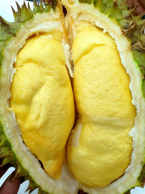 Kỹ thuật trồng sầu riêng Ri6 tại Tây Nguyên mang lại hiệu quả kinh tế cao