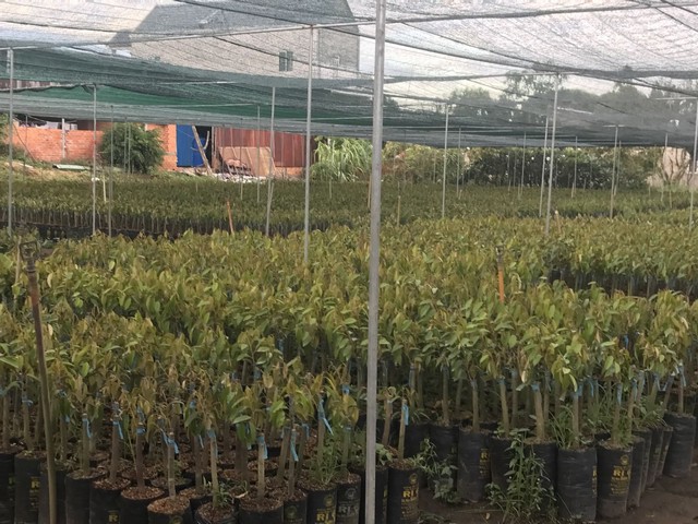 Cây giống sầu riêng Ri6 nên mua tại các vườn ươm lớn có uy tín