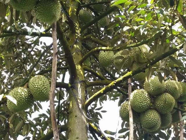 Sầu riêng Ri6 cho trái trung bình từ 2 – 3kg