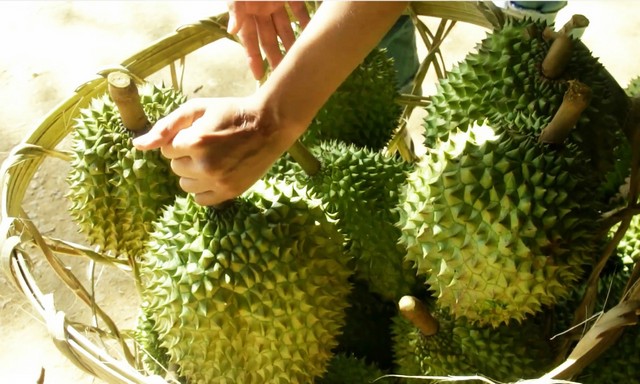 Sẩu riêng Ri6 mang đến hiệu quả kinh tế cao cho nhà vườn