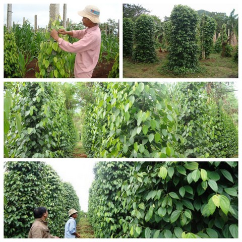 Hướng dẫn kỹ thuật trồng tiêu đơn giản đảm bảo năng suất và chất lượng