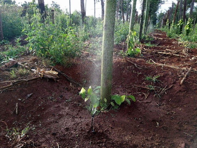 Hướng dẫn kỹ thuật trồng tiêu đơn giản, tăng năng suất