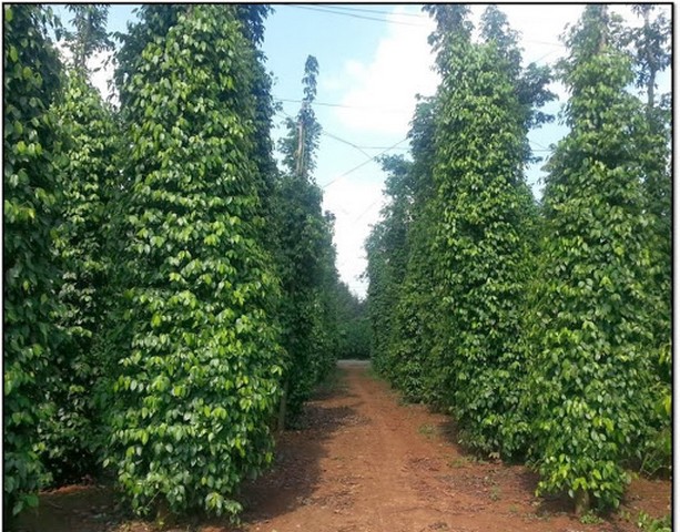 Hồ tiêu trồng đúng kỹ thuật cho năng suất và chất lượng cao