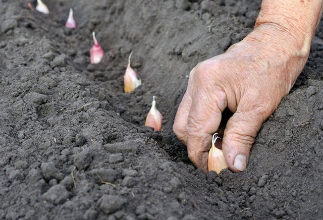 Khoảng cách trồng tỏi quyết định đến khả năng sinh trưởng và năng suất