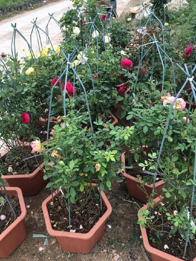 Những điều nên biết khi chọn phân bón cho hoa hồng