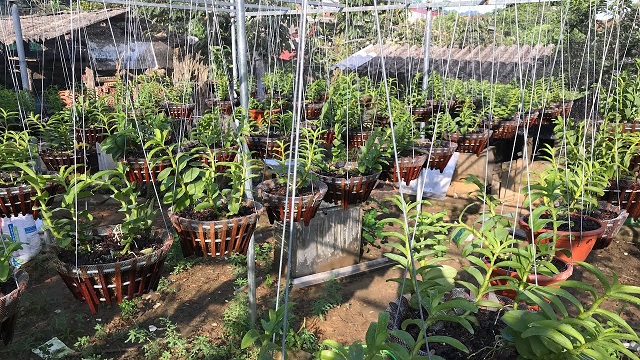 Có nhiều loại phân có thể dùng để bón cho hoa lan