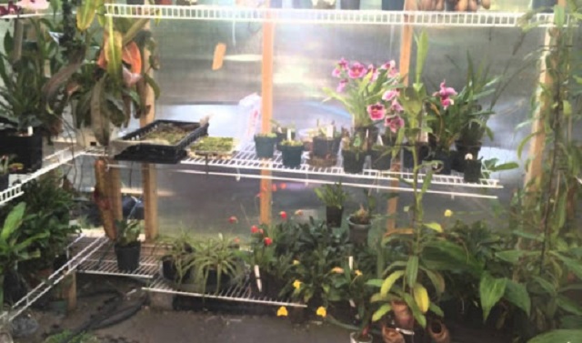 Hoa lan trong từng thời kỳ phát triển sẽ có nhu cầu dinh dưỡng khác nhau