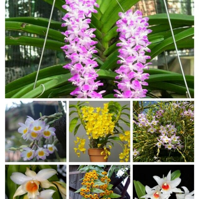 Phân bón cho lan và những điều không thể làm ngơ