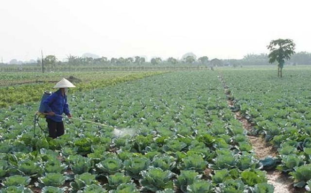 Phân bón lá giúp cung cấp dưỡng chất cho cây trồng ở hiệu suất cao