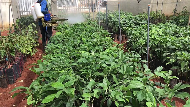 Mách bạn những thông tin quan trọng về phân bón lá