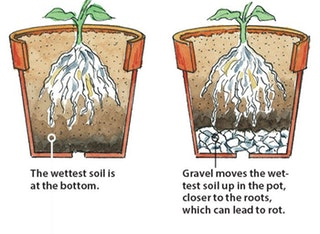 kĩ thuật trồng hoa hồng