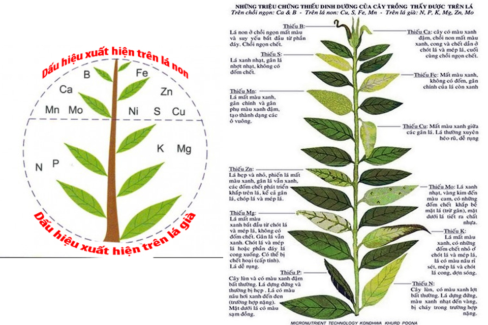 Căn bệnh thiếu dinh dưỡng trên cây  trồng - Cách bổ sung phân bón hiệu quả
