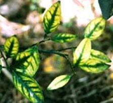 Cân bệnh thiếu dinh dưỡng trên cây trồng