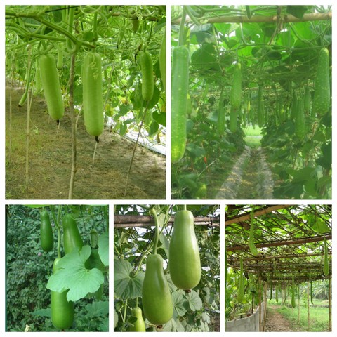 Kỹ thuật trồng bầu đơn giản vẫn cho năng suất vượt trội mỗi vụ