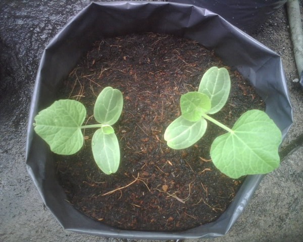 Bầu có thể trồng từ hạt giống hay cây giống con mua từ cửa hàng uy tín