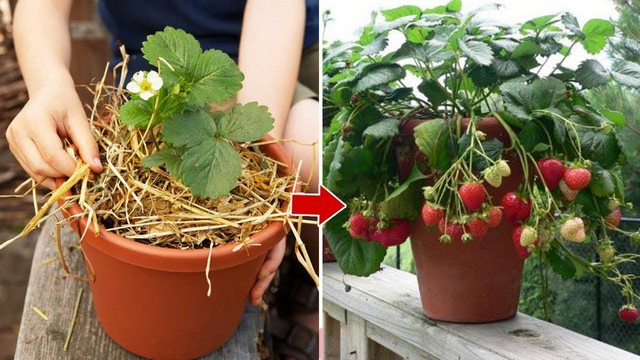 Bỏ túi ngay kỹ thuật trồng dâu tây trong chậu sai trĩu quả, ngon đúng vị