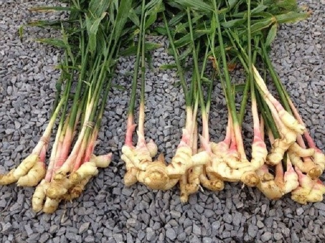 Kỹ thuật trồng gừng đạt năng suất cao