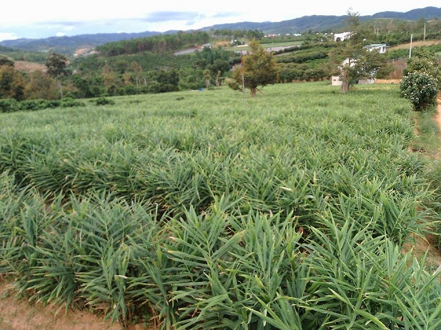 Trồng và chăm sóc gừng đúng kỹ thuật sẽ cho củ nhiều và to