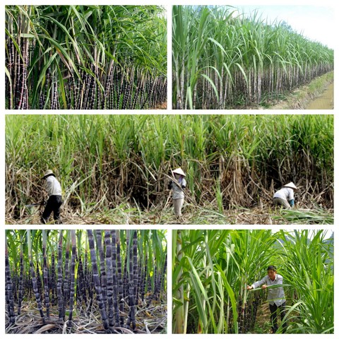 Tham khảo kỹ thuật trồng mía cho hiệu quả kinh tế cao