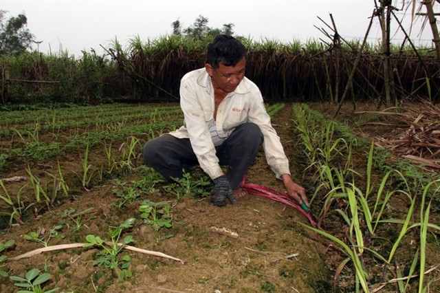 Trồng mía cần chú ý đến mật độ để giúp cây mía sinh trưởng và phát triển tốt nhất