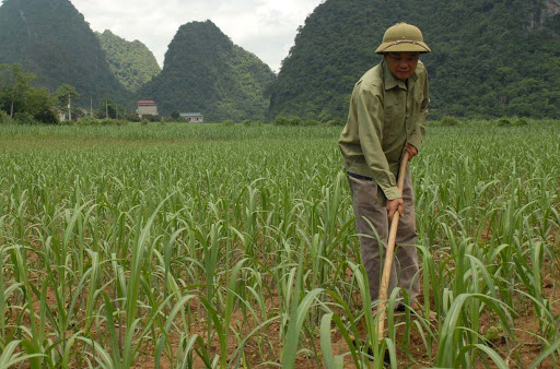 Tham khảo kỹ thuật trồng mía cho hiệu quả kinh tế cao