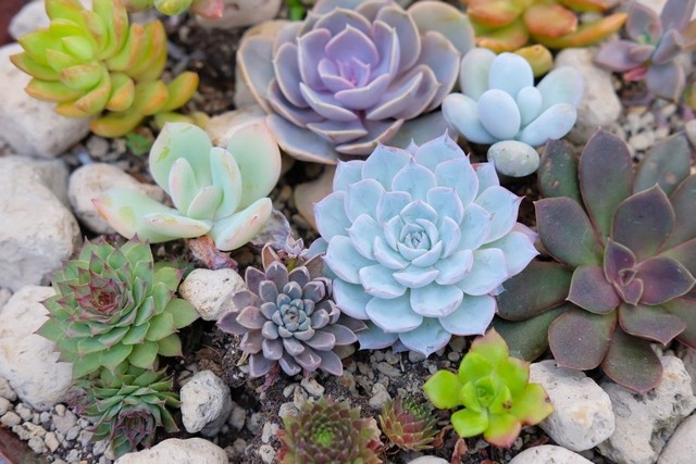 Học hỏi kỹ thuật trồng sen đá đơn giản vẫn đẹp “ngất ngây”