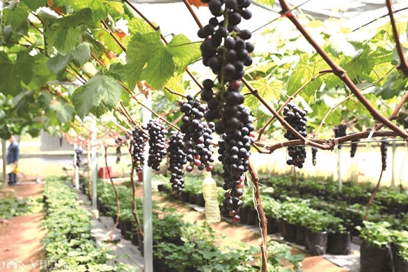 Rau quả tiền triệu Made in Vietnam