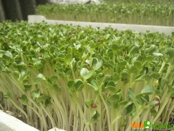 rau mầm trồng như thế nào