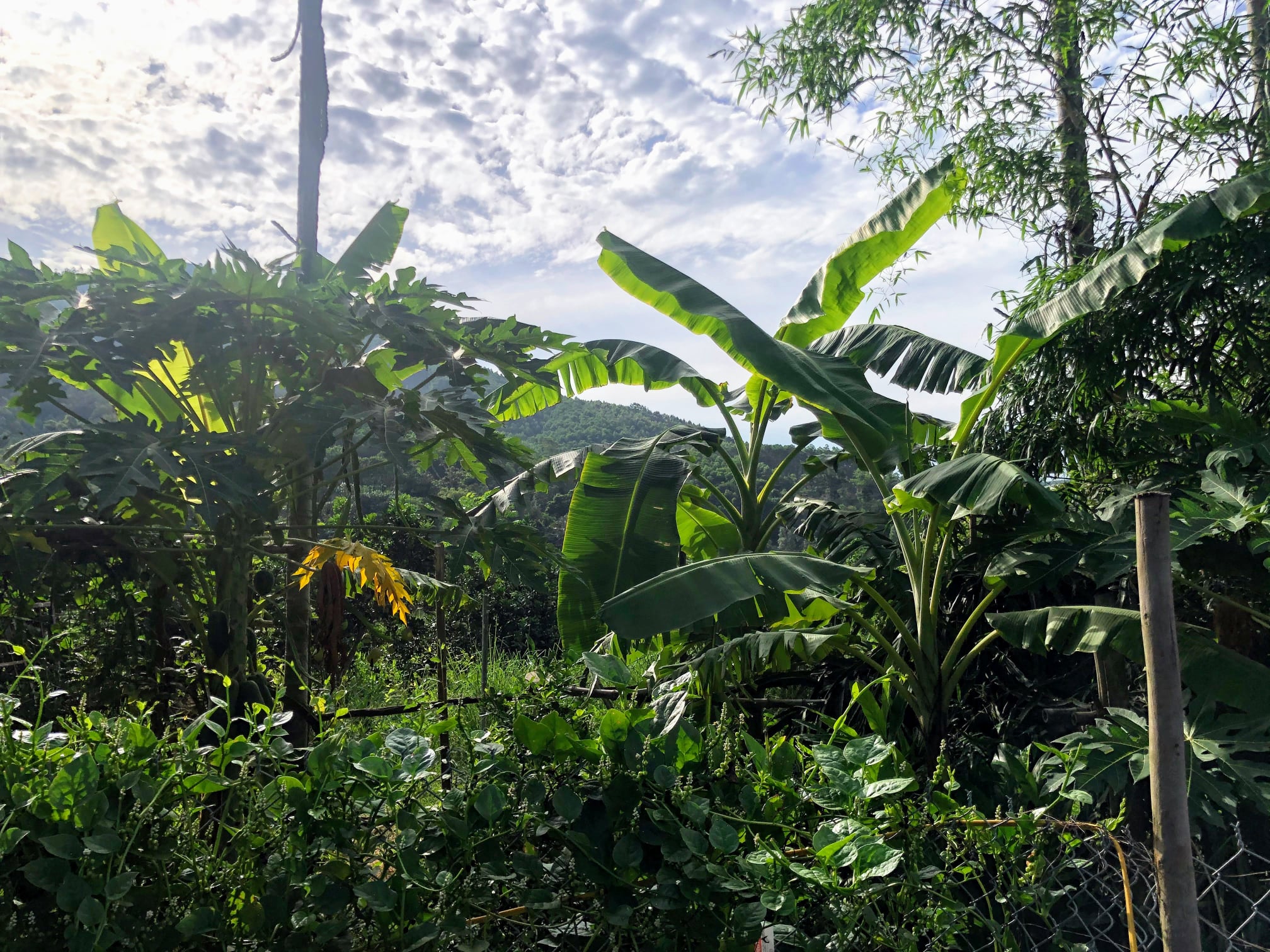 Vườn chuối ở đường lên Phong Nha - Kẻ Bàng