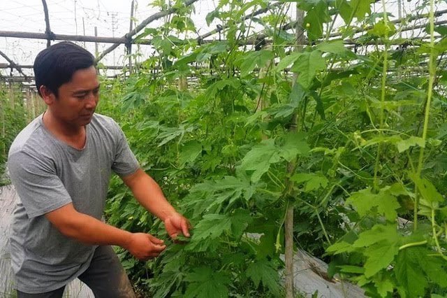 Trồng rau sạch tại nhà