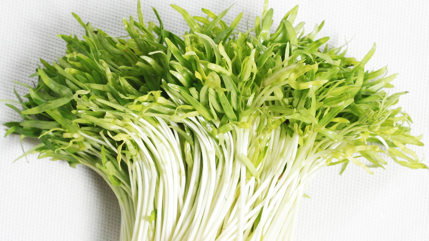 bí kíp trồng rau mầm