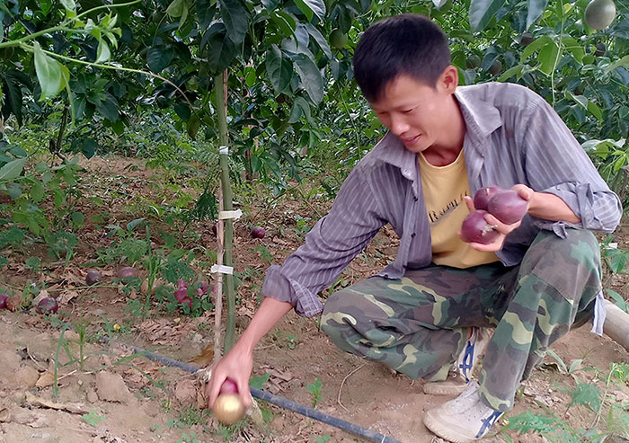 Nỗi niềm của người trồng chanh dây