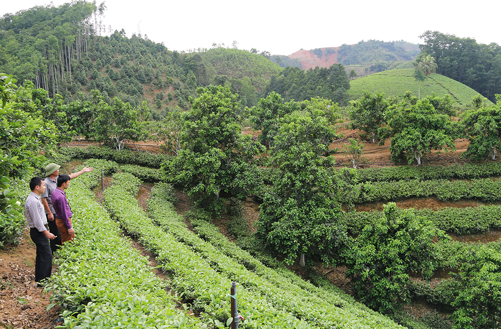 Hệ thống canh tác nông - lâm bền vững trên đất dốc