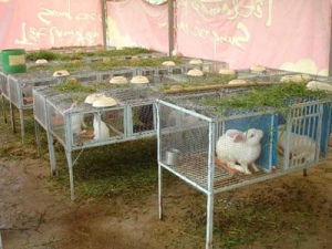 kỹ thuật nuôi thỏ