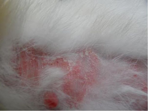 kỹ thuật nuôi thỏ