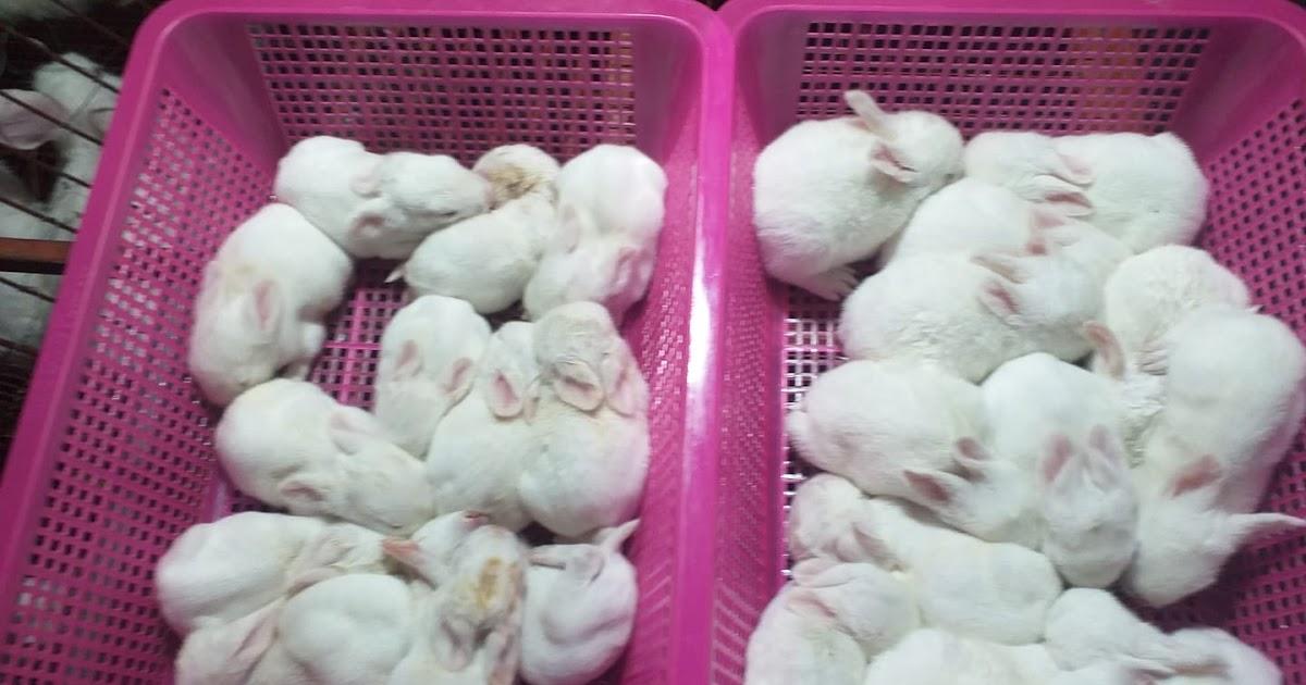 kỹ thuật nuôi thỏ