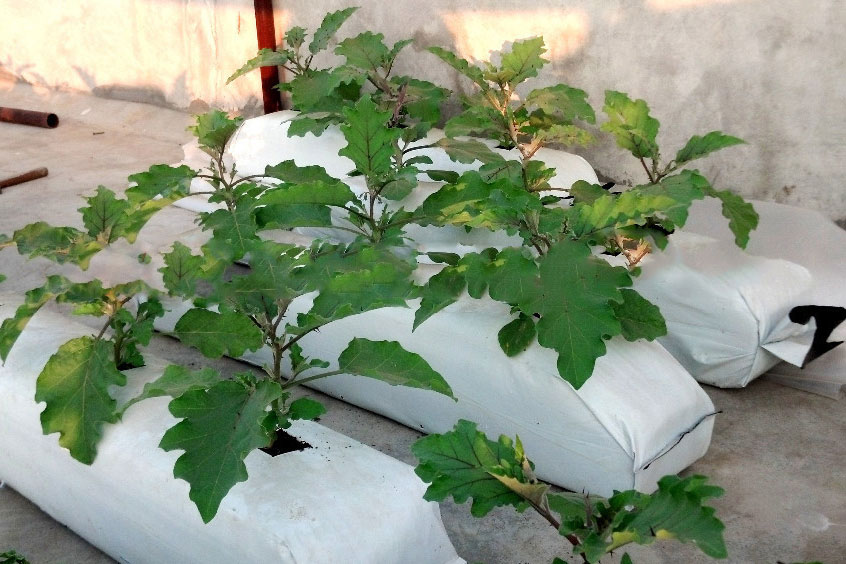 Grow bag, túi giá thể trộn sẵn trồng cây từ xơ dừa Go Green Sri