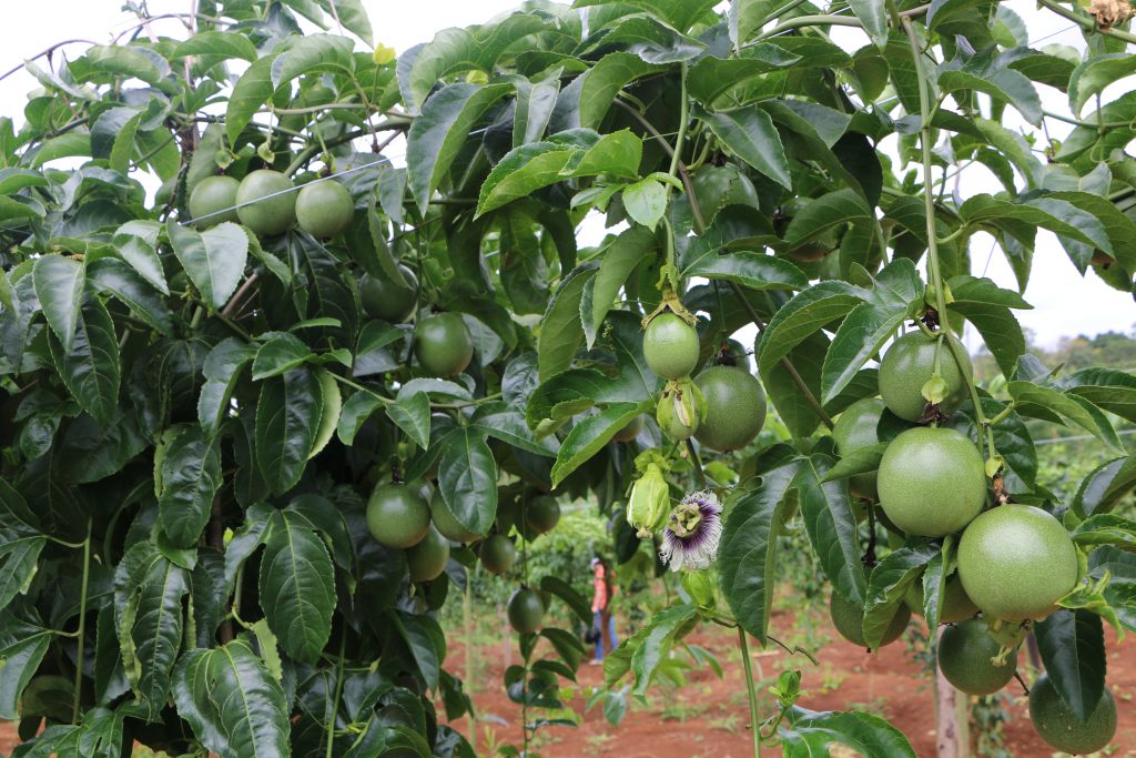 Trồng chanh dây có thể làm giàu