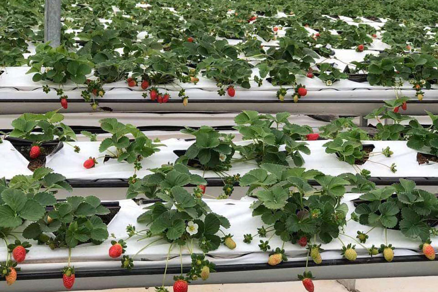 Tìm hiểu về túi trồng cây làm từ xơ dừa grow bag