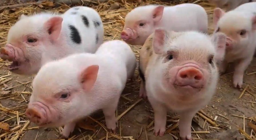 chăm sóc heo nái nuôi con