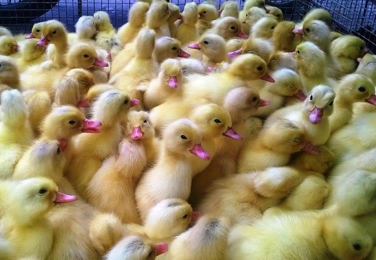 5 kỹ thuật nuôi ngan đem lại hiệu quả ngỡ ngàng