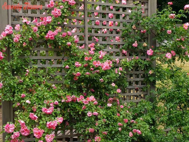 Hồng leo tầm xuân thích hợp với hàng rào